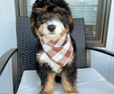 Mini Bernedoodle Puppies For Sale Simply Southern Pups